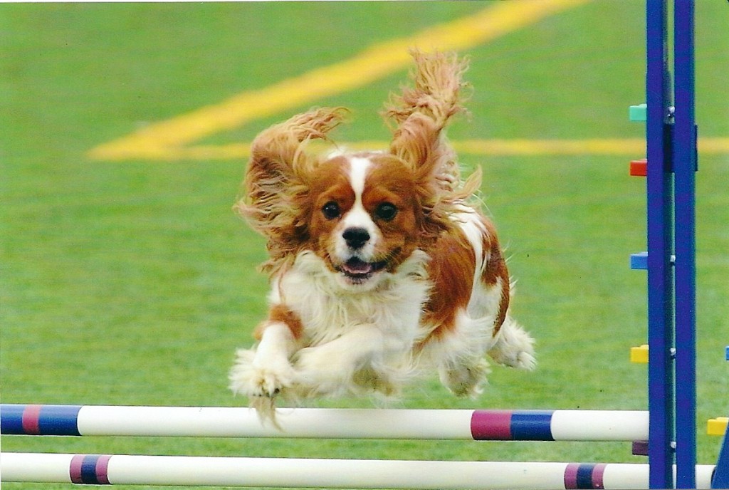 Cromwell enjoying the agility course indoors at  IN THE NET